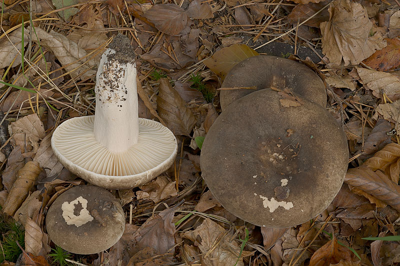 Russula nigricans